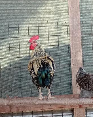 Galli ornamentali