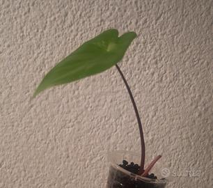 alocasia macrorrhiza black stem