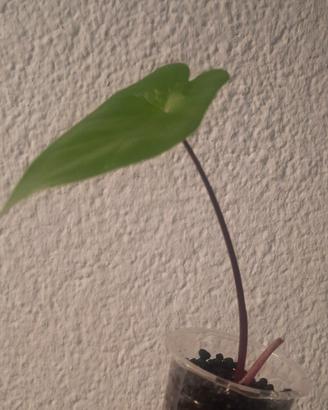 alocasia macrorrhiza black stem