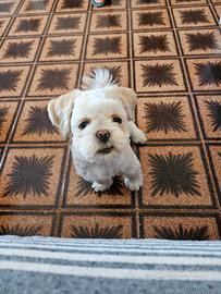 Cane Shihtzu