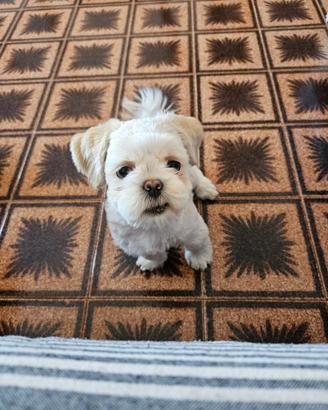 Cane Shihtzu