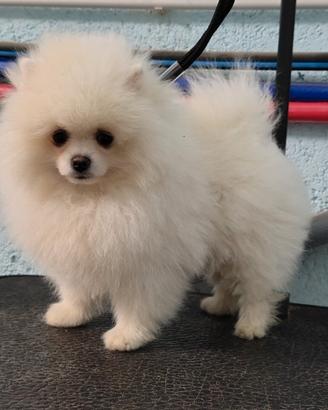 Volpino di pomerania