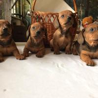 Bassotti Nani meravigliosi