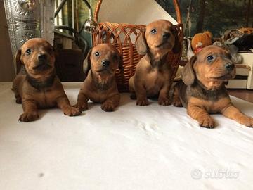 Bassotti Nani meravigliosi