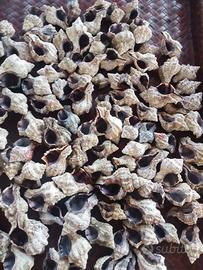 lotto di 100 conchiglie naturali specie murice 