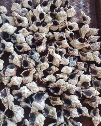 lotto di 100 conchiglie naturali specie murice 