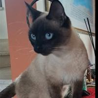 Siamese femmina accoppiamento