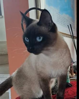 Siamese femmina x accoppiamento