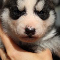 Siberian Husky cucciolo