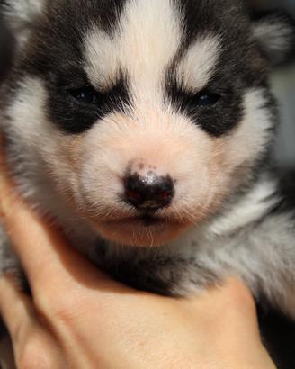 Siberian Husky cucciolo