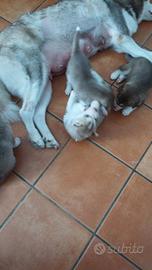 Vedo cuccioli di husky