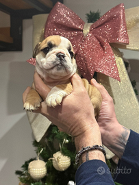 Cuccioli bulldog inglese