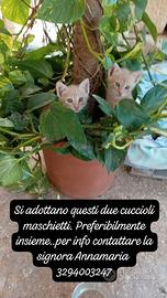 Gattini