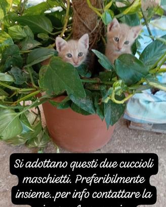 Gattini