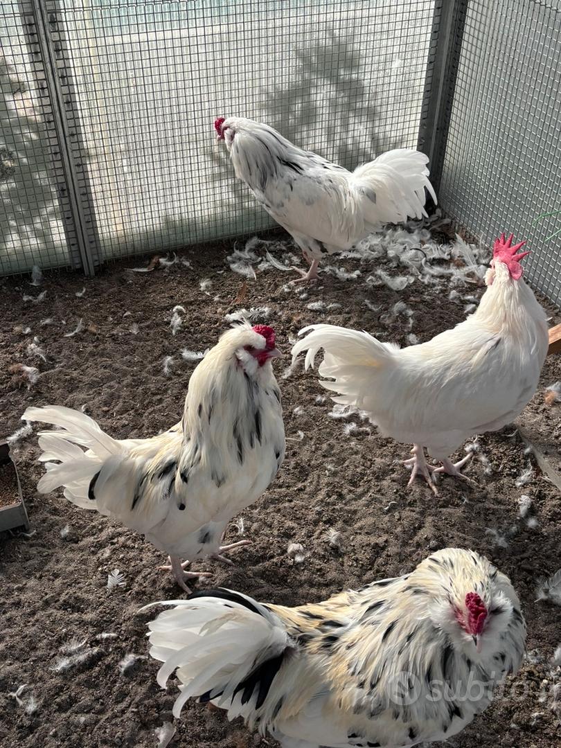Galli - Animali In vendita a Reggio Emilia