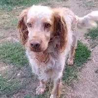 Orange 7anni IN CANILE DAL 2020 VITERBO