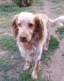 Orange 7anni IN CANILE DAL 2020 VITERBO