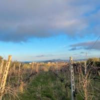 TERRENO AGRICOLO -- vigneto vista mare a Torano