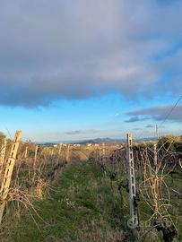TERRENO AGRICOLO -- vigneto vista mare a Torano