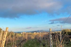 TERRENO AGRICOLO -- vigneto vista mare a Torano