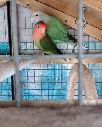 Pappagalli inseparabili