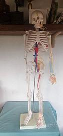 SCHELETRO UMANO MODELLO ANATOMICO CON SUPPORTO