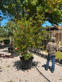 Pianta melograno da fiore altezza 220/240 cm
