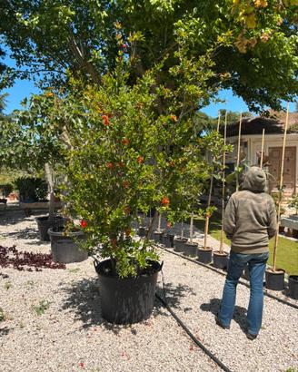 Pianta melograno da fiore altezza 220/240 cm