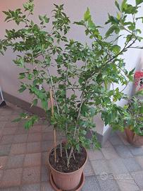 IBISCO cinese/ibiscus Vaso con 4 piante