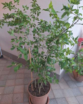 IBISCO cinese/ibiscus Vaso con 4 piante