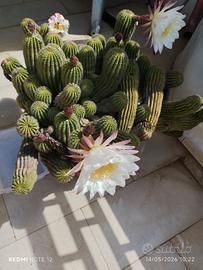 piante grasse