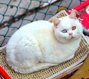 Maschio British Shorthair da riproduzione