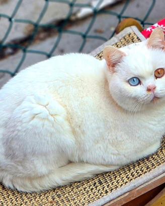 Maschio British Shorthair da riproduzione
