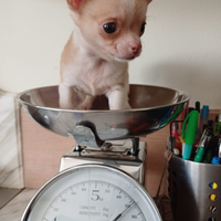 Cucciolo di chihuahua mini