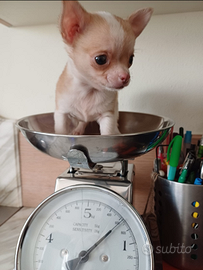 Cucciolo di chihuahua mini