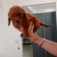 Barboncini toy / nano disponibili