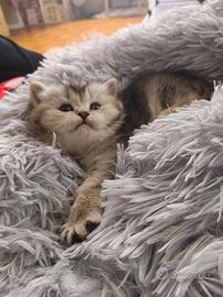 Cuccioli Scottish Straight con pedigree