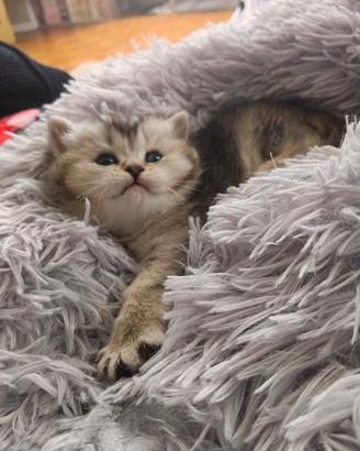 Cuccioli Scottish Straight con pedigree