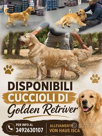 Cuccioli golden Retriver