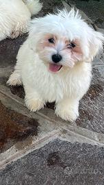 Cucciolo di Maltese Maschio