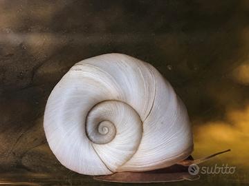 Planorbarius
