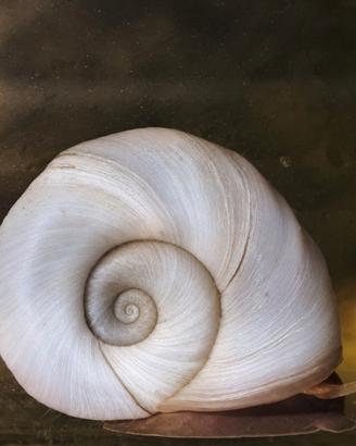 Planorbarius