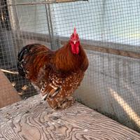 Pulcini di Cocincina nana mille fiori