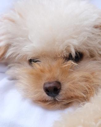 Barboncino Mini-Toy Maschio disponibile per monta