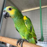 Amazzoni fronte blu e Amazzoni fronte gialla