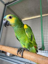 Amazzoni fronte blu e Amazzoni fronte gialla