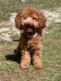 TOBY pronto all'accoppiamento
