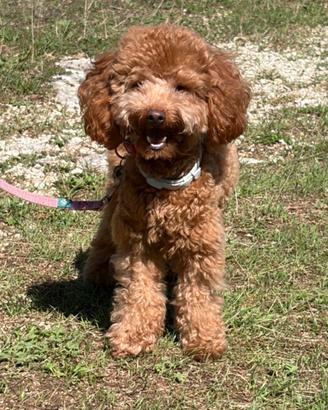 TOBY pronto all'accoppiamento