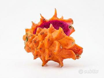 pianta di pitaya orange giant 
