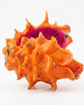 pianta di pitaya orange giant 